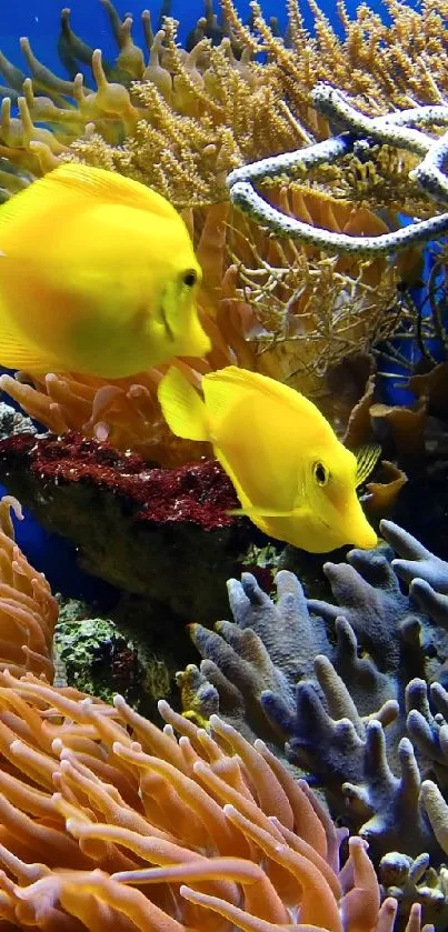 Vibrant coral reef with yellow fish and colorful marine life.