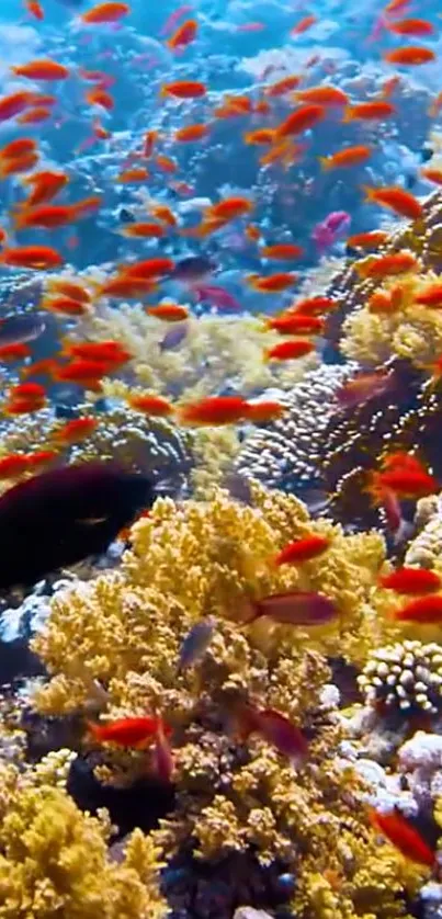 Vibrant coral reef with colorful fish swimming.