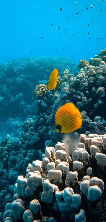 Underwater coral reef with vibrant fish and blue waters.