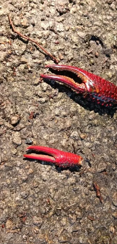 Colorful crab claw on textured brown surface.