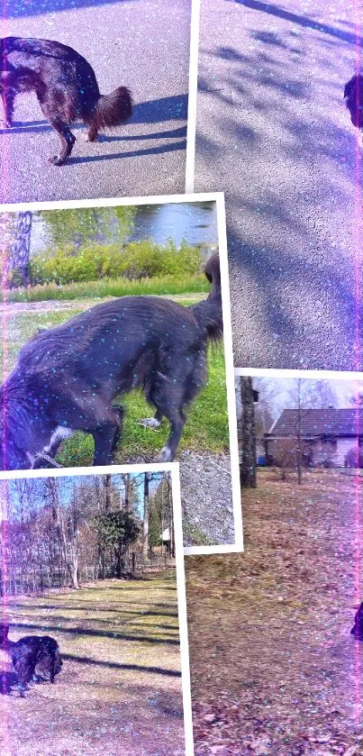 Vibrant dog collage with purple glow in nature.