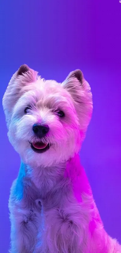 Neon Westie dog against a purple background.