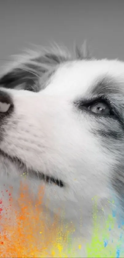 Black-and-white dog with vibrant color splashes art.