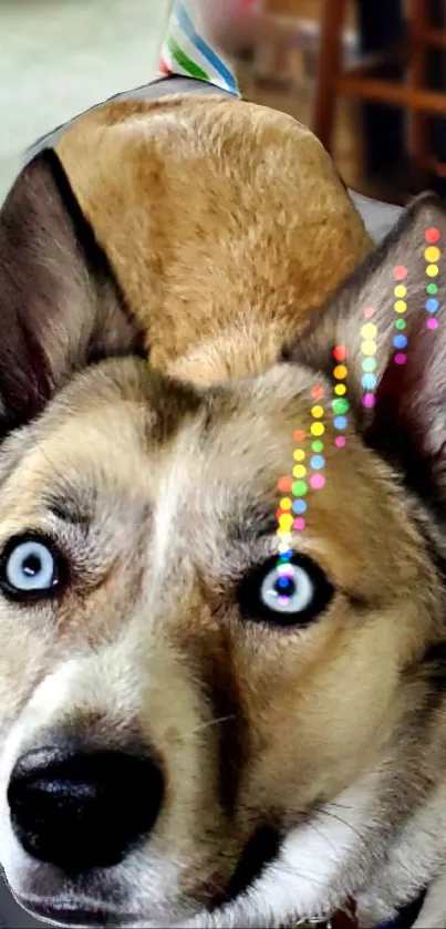 Dog with blue eyes and colorful lights on its head.