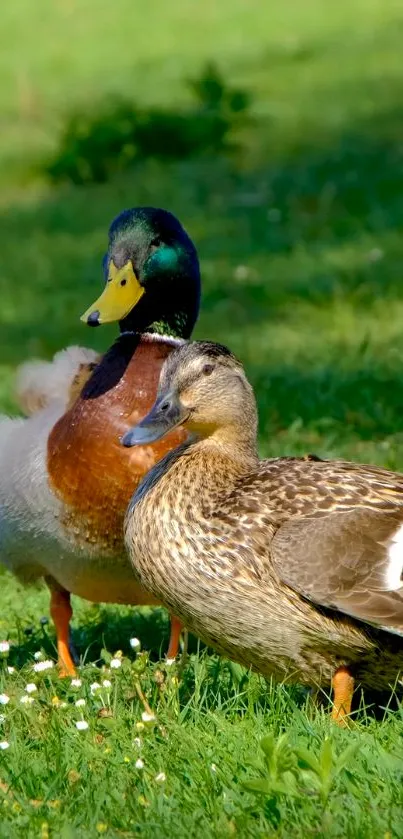 A pair of colorful ducks in lush greenery setting as wallpaper.