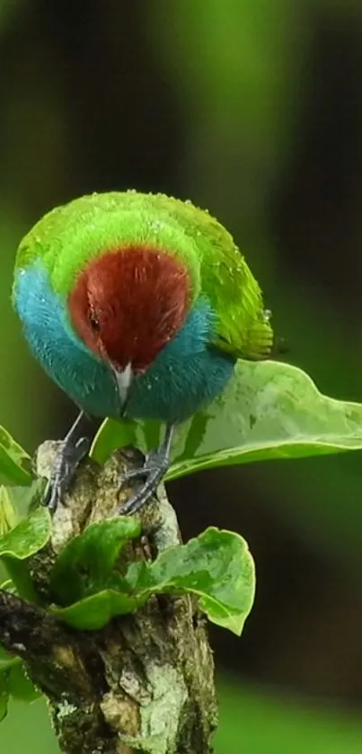 Colorful exotic bird on green leaf in nature wallpaper.