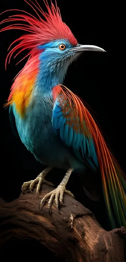 Vibrant exotic bird with red, blue, and orange feathers on a dark backdrop.