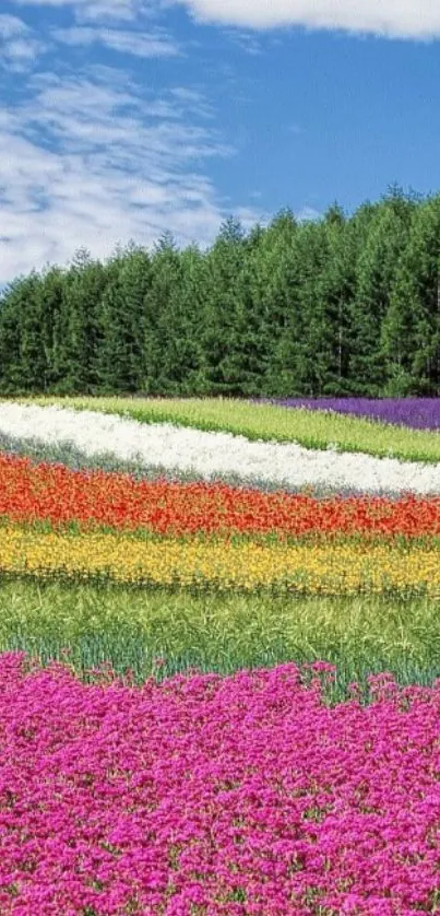 Colorful flower field under blue sky wallpaper.