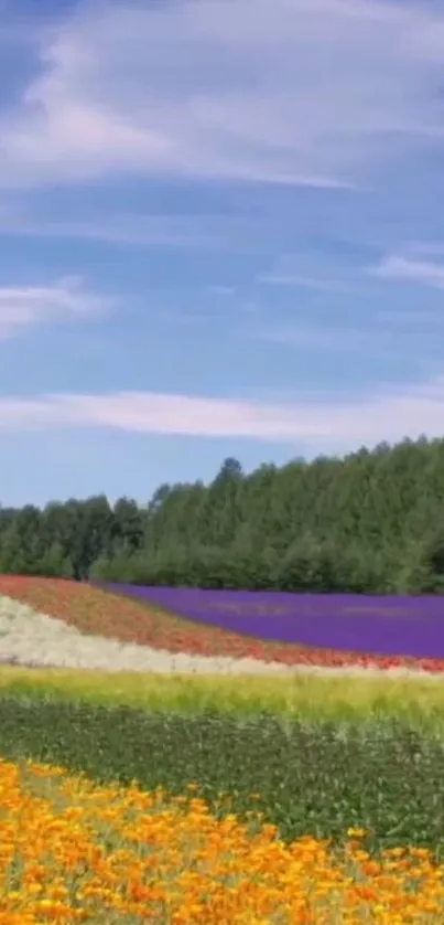 Vibrant flower field under a clear blue sky.