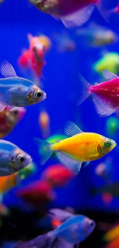 Vibrant aquarium wallpaper with colorful tropical fish on a blue background.