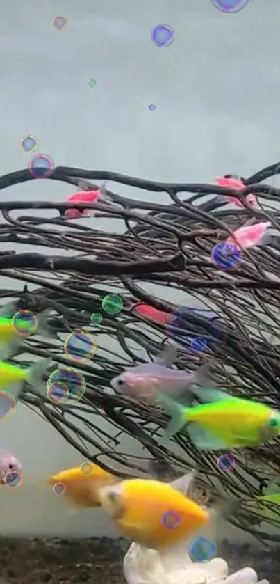 Colorful fish swim with bubbles in a vibrant aquarium.