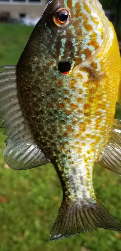 Brightly colored fish in natural setting.