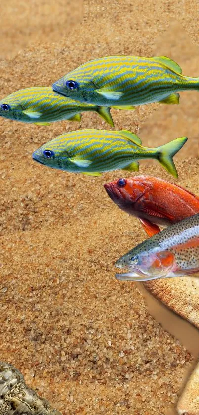 Colorful fish swimming on sandy background wallpaper.