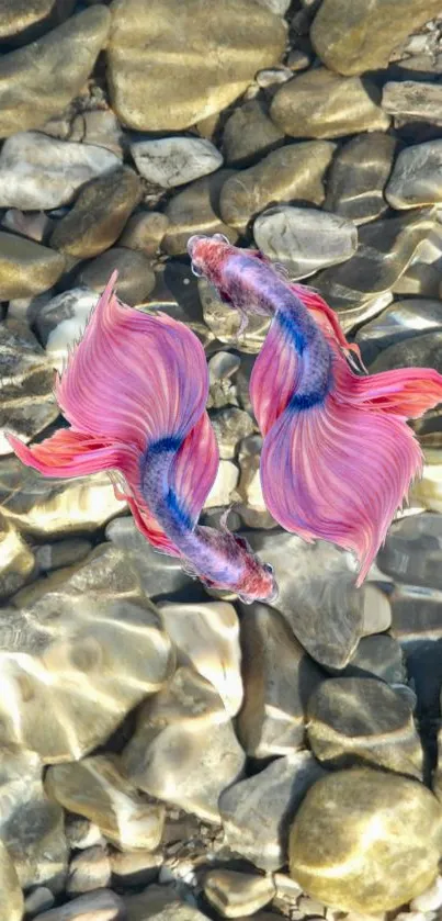 Two colorful fish swim over light pebbles.