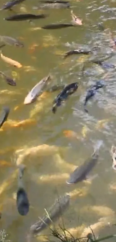 Koi fish swimming in a serene pond with olive green water.