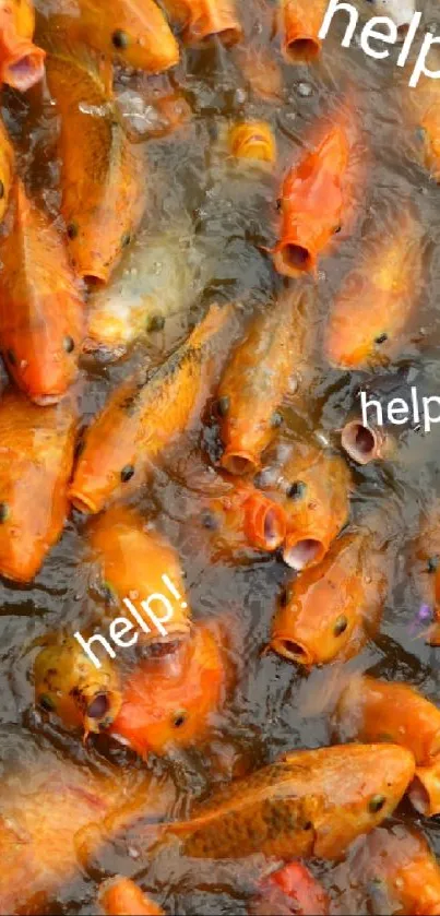 A vibrant group of orange fish in a pond, creating a dynamic wallpaper scene.