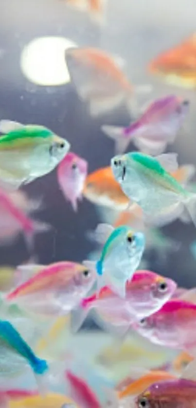 Colorful fish swimming in a serene aquatic setting, perfect for phone wallpaper.