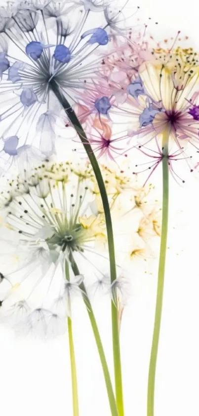 Colorful dandelion floral art wallpaper with vibrant hues.