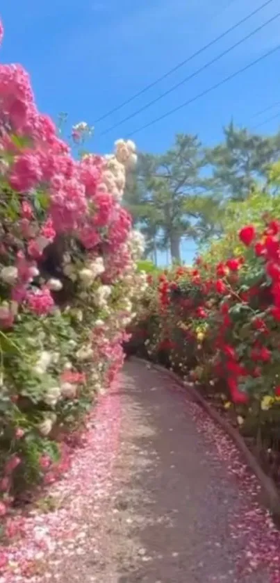 Floral pathway with vibrant pink and red flowers under a clear blue sky.