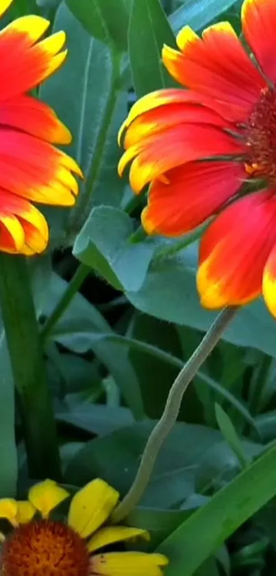 Vibrant red and yellow flowers with green leaves wallpaper.