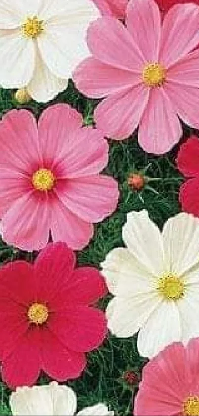 Colorful cosmos flowers wallpaper with pink, red, and white blossoms.