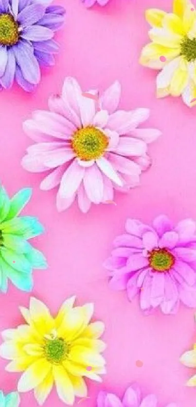 Colorful daisy flowers on pink background wallpaper.