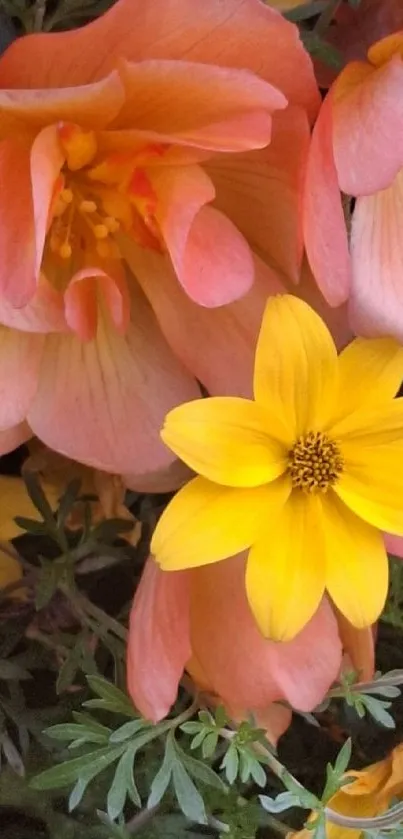 Vibrant peach and yellow flowers wallpaper.