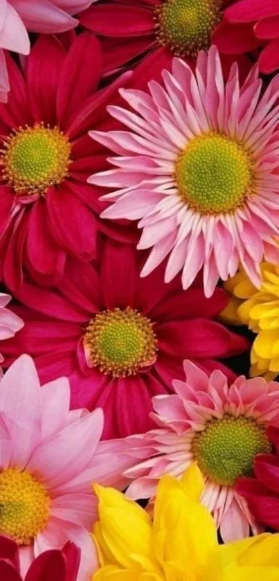 Vibrant pink, red, and yellow flowers wallpaper.