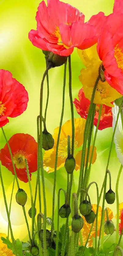 Vibrant poppy flowers on green background wallpaper.