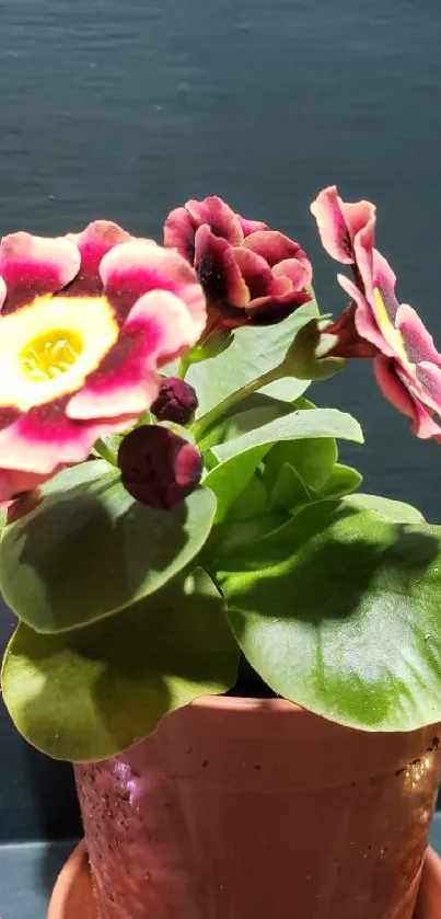 Pink and yellow flowers in a terracotta pot with green leaves.