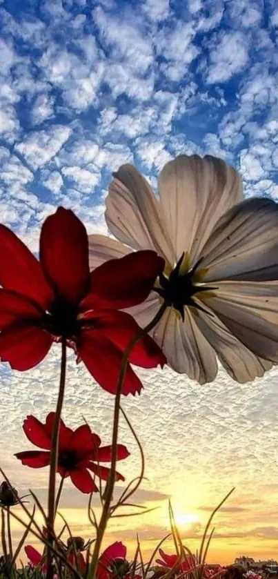 Red and white flowers against a vibrant blue sky at sunset.