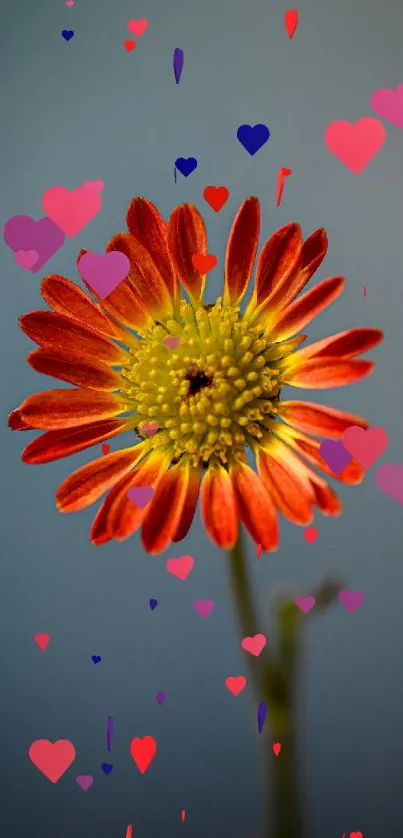 Red and yellow daisy with colorful hearts on a blue-gray background.