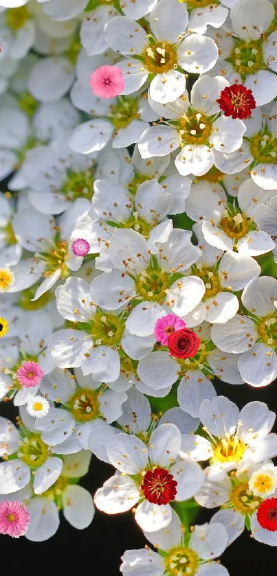 Vibrant floral mobile wallpaper with colorful flowers on a white background.