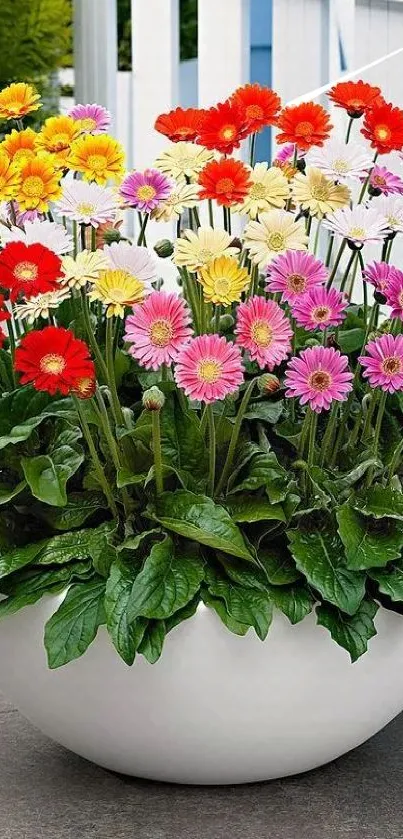 Colorful gerbera daisies in a white pot.