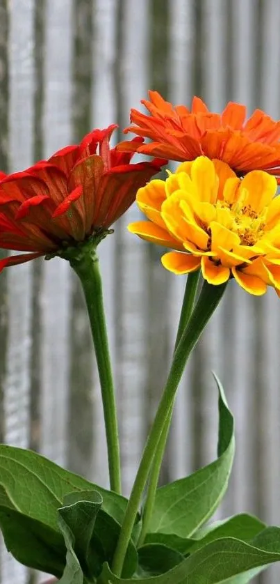 Three vibrant flowers with green leaves against a rustic background.