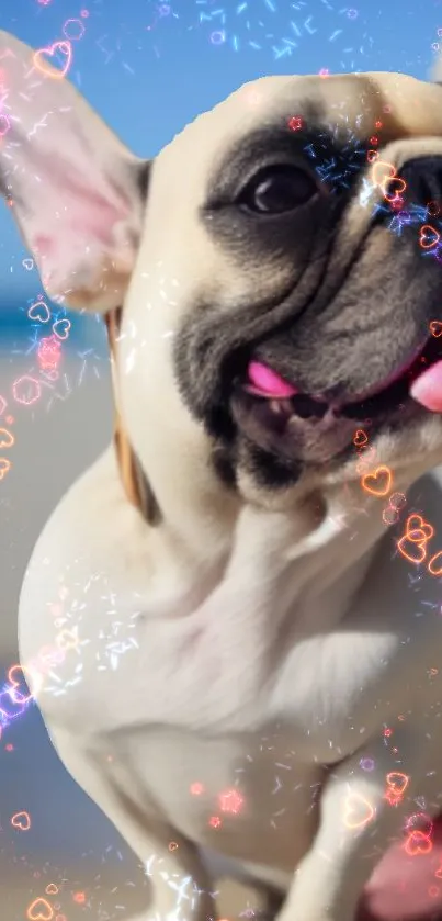 Playful French bulldog with sparkling lights on a sandy beach background.