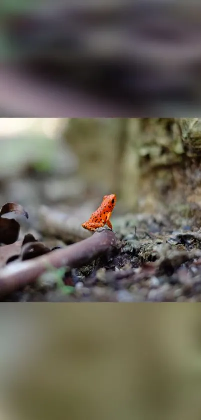 Orange frog resting on forest ground amidst foliage.