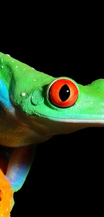 Vibrant tree frog with striking colors on a mobile wallpaper.