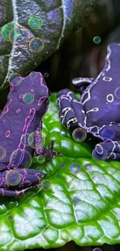 Colorful frogs resting on green leaves in nature.