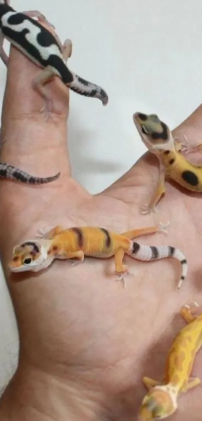 Colorful geckos resting on a human hand.