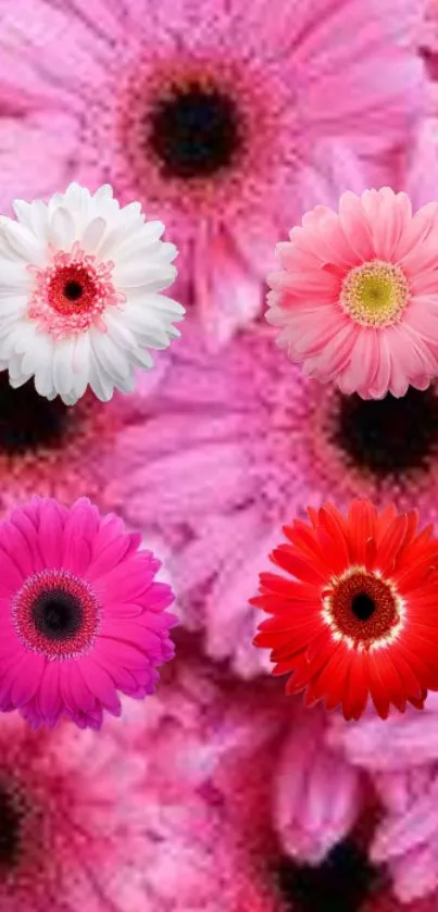 Mobile wallpaper with vibrant pink and red gerbera flowers.