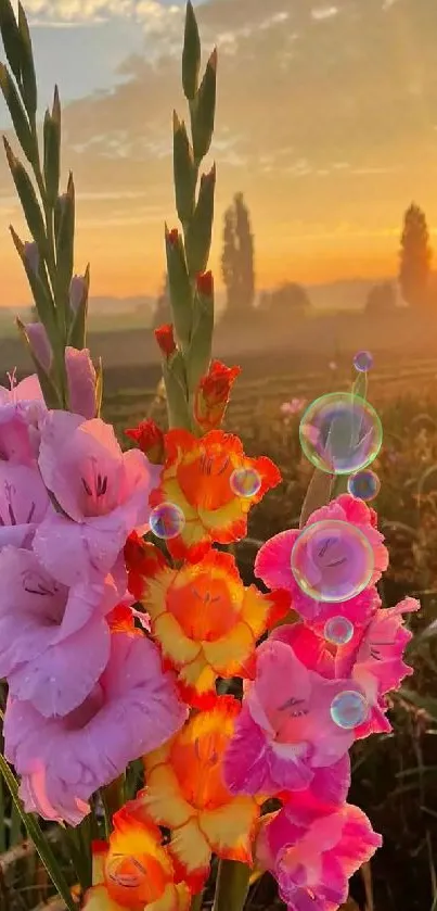 Vibrant gladiolus flowers with sunrise background