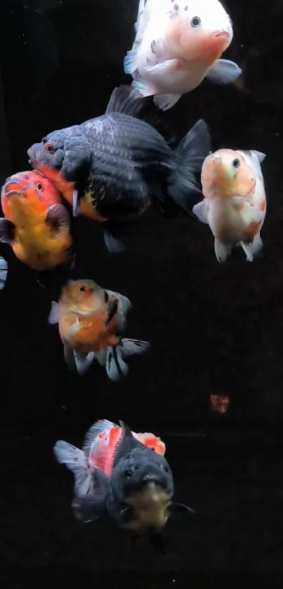 Vibrant goldfish swim gracefully against a dark background.