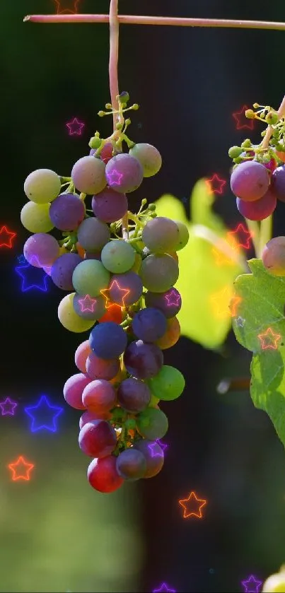 Vibrant grapes hanging on vine with lush green leaves.