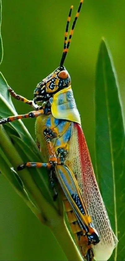 Close-up of a colorful grasshopper on green leaves, showcasing vibrant natural beauty.