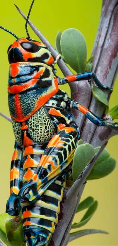 Vibrant grasshopper sits on a lush green leaf against a blurred background.