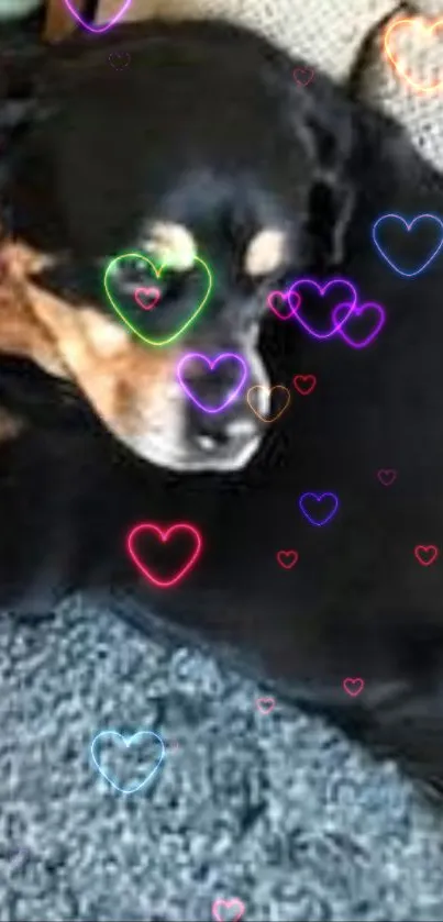 Sleeping dog with colorful neon heart outlines.