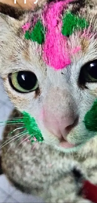 Cat with colorful Holi paint on face.