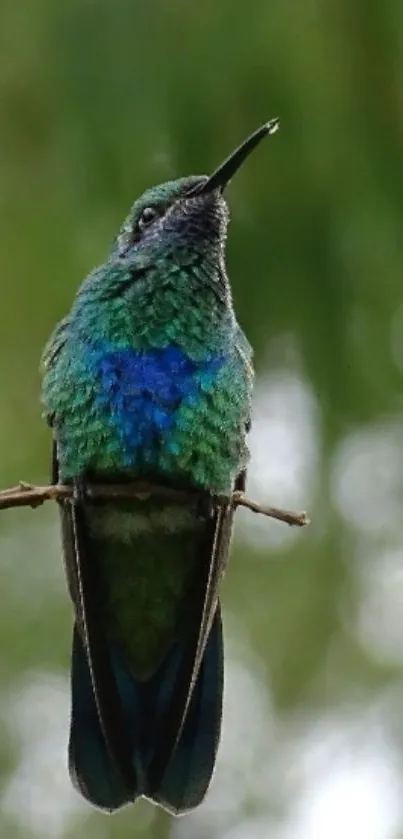 Colorful hummingbird perched on a branch with a blurred green background.