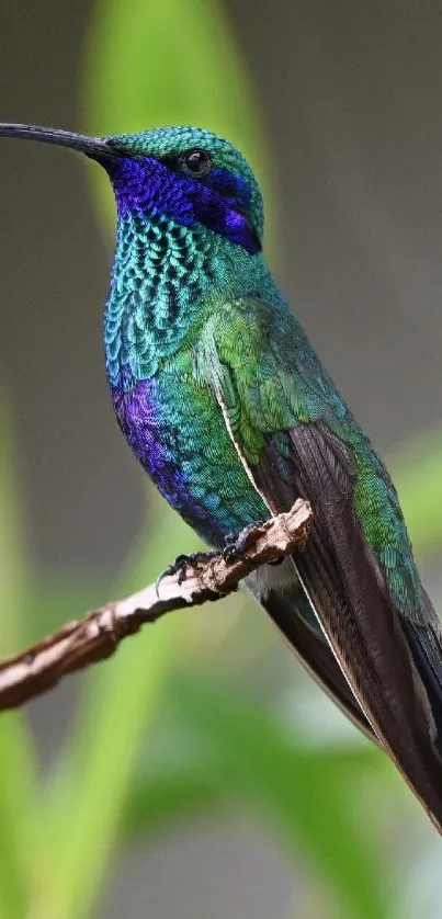 Vibrant hummingbird with green and blue feathers perched on a branch.